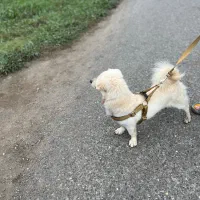 سگ گلدن|سگ|رشت, پارک شهر|دیوار