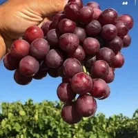 نهال انگور قرمز بی دانه
