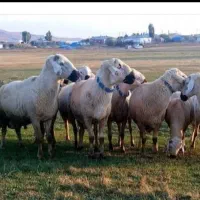 گوسفند زنده بازدهی بالابابهترین کیفیت جهت قربانی