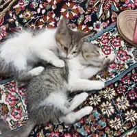 واگذاری چندگربه خانگی