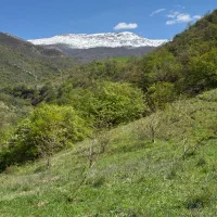 علف خوراک دام