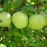 نهالستان بزرگ پالیز دارای مجوز جهاد کشاورزی