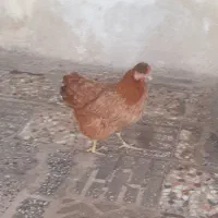 مرغ تخمگذار