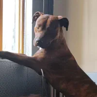 سگ پیتبول گمشده