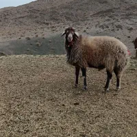 قوچ ۲ساله گله ای