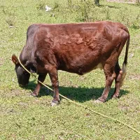 گاو ۶ماه شکمدار....ورزا کوله چالوسی