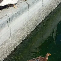 اردک محلی و اردک اسرائیلی