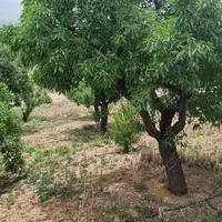 باغ بادام سنددار نزدیک پل زمانخان