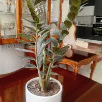 گل و گیاه آپارتمانی،نخل نیکلای،فیلندرون کنگره ای