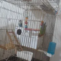 کوتوله برزیلی|پرنده|قم, شهرک امام حسین|دیوار