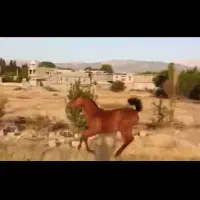 کره مادیان درجه یک وآینده دار|اسب و تجهیزات اسب‌سواری|یاسوج, |دیوار