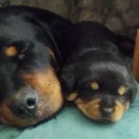 توله روت وایلر