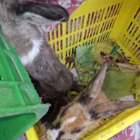 خرگوش
