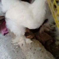 جوجه های گلین لری وجوجه برهما