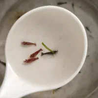 فروش میگو شریمپ و کت کد دار(ماهی)