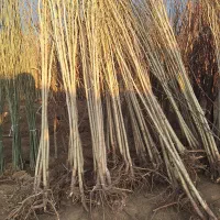 فروش نهال صنوبر اصلاح شده نیگرا ترکیه|خدمات باغبانی و درختکاری|فریدونشهر, |دیوار