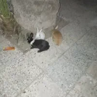 خرگوش اهلی و ناز