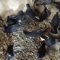 انواع کبوتر بوشهری|پرنده|خورموج, |دیوار