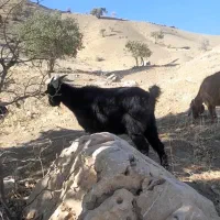 بز داشتی وکشتی|حیوانات مزرعه|شاهیوند, |دیوار