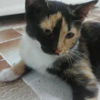 واگذاری بچه گربه