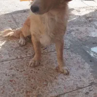 پاپی اشپیتز تریر نر