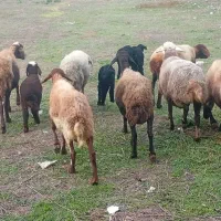 ۷تا گوسفند با ۶تا بره