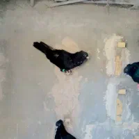 کبوتر نر سوراخ