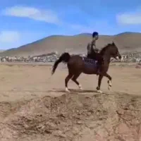 اسب|اسب و تجهیزات اسبسواری|شاهینشهر, دکتر حسابی|دیوار