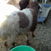 فروش بره