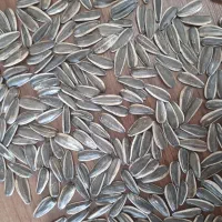 فروش تخمه خام افتابگردان اس 400