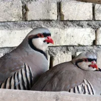 جفت بلدرچین کوهی  بالغ سرحال و بخون