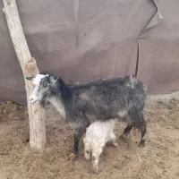 بز جوان با بزغاله نر