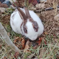 خرگوش خوب قشنگ هست خوشگل هست سالم هست|موش و خرگوش|رباطکریم, وهن آباد|دیوار