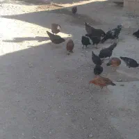 مرغ وخروس محلی|حیوانات مزرعه|شاهین دژ, |دیوار