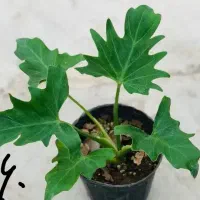 گل درجه ۱رنگی|کلکسیون و سرگرمی|بروجرد, |دیوار