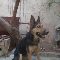سگ ژرمن اصیل