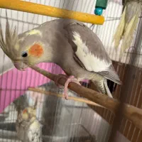 عروس هلندی مولد