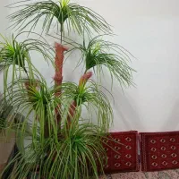 نخل مصنوعی|گل مصنوعی|قوچان, |دیوار