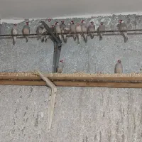 فنچ نرگسی و کرواتی یکجا جفتی ۱۱۰۰