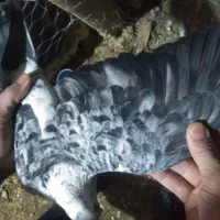 سوسکی|پرنده|زاوه, |دیوار