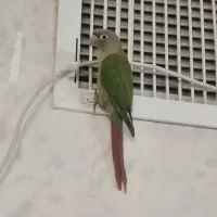 طوطی گرینچیک گمشده