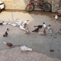 کبوتر بپر|پرنده|میناب, |دیوار