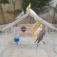 یه جفت عروس هلندی نر وماده با سه تا جوجه یک ماهه