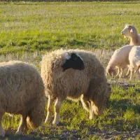 بره قوچ سنجابی