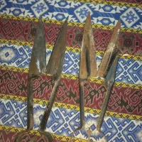قیچی میش چینی