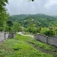 این زمین طلاست// فروش زمین ۲۵۰ متری جنگلی