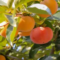 خرمالوی مراغه کیلیویی ۵۰ هزار تومان