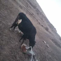 4عدد گاو|حیوانات مزرعه|ماهنشان, |دیوار