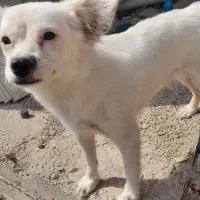 گمشده در دریمی