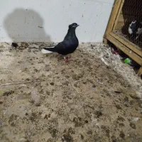 کبوتر دم سفید و ذاغ و چادری خوشرنگ همه باهم